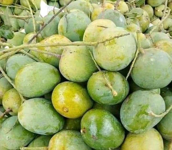 rajshahi-himsagor-mango-3-1